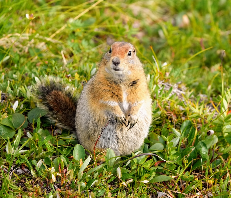 Arctic Squirrel