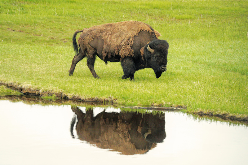 Bison