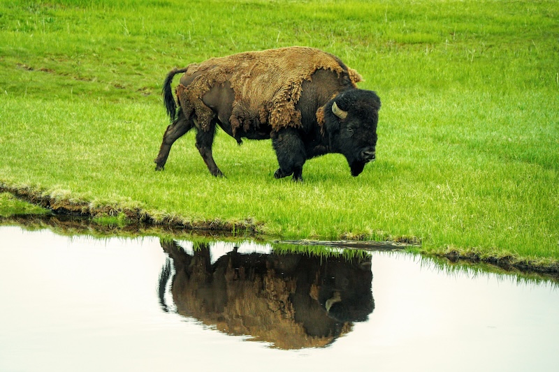 Buffalo Reflection