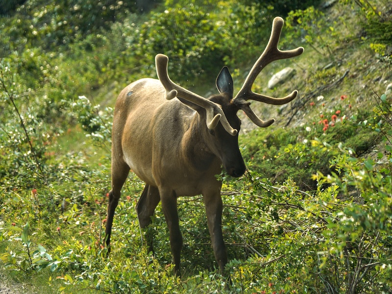 Wapiti Elk