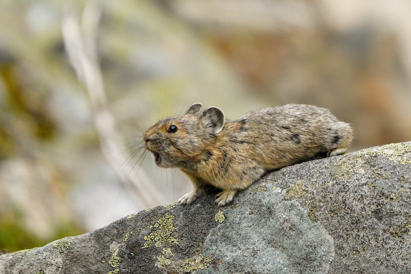 Rocky Mountain Pika